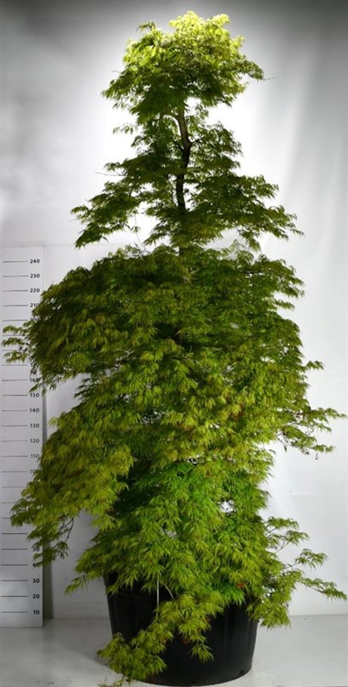 Japansk lönn – Acer palmatum &