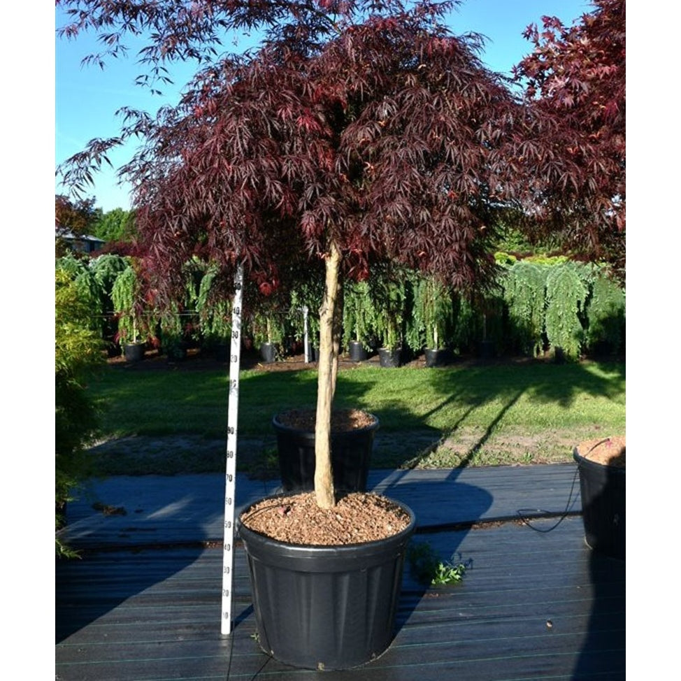 Japansk lönn – Acer palmatum 'Inaba-shidare' - C180 150 cm. Stam