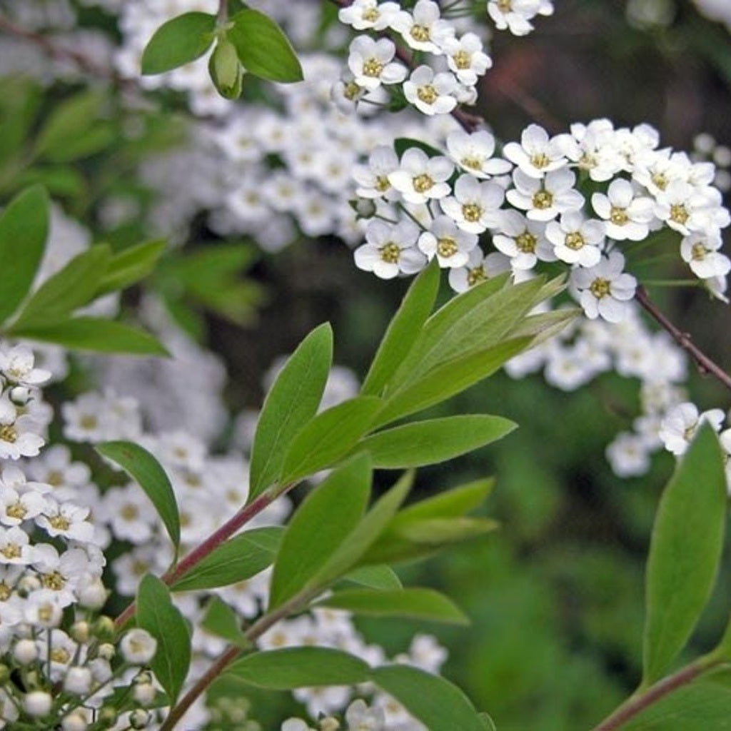 Brudspirea – Spiraea arguta - 30-50 CM wortelgoed 0/1/1  2 tak