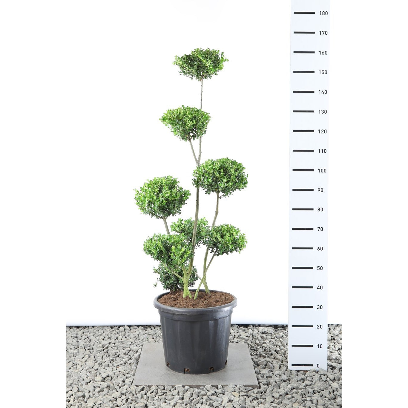 Japansk järnek – Ilex crenata 'Green Hedge' - 125-150 CM Multiplateau EXTRA in Cont.