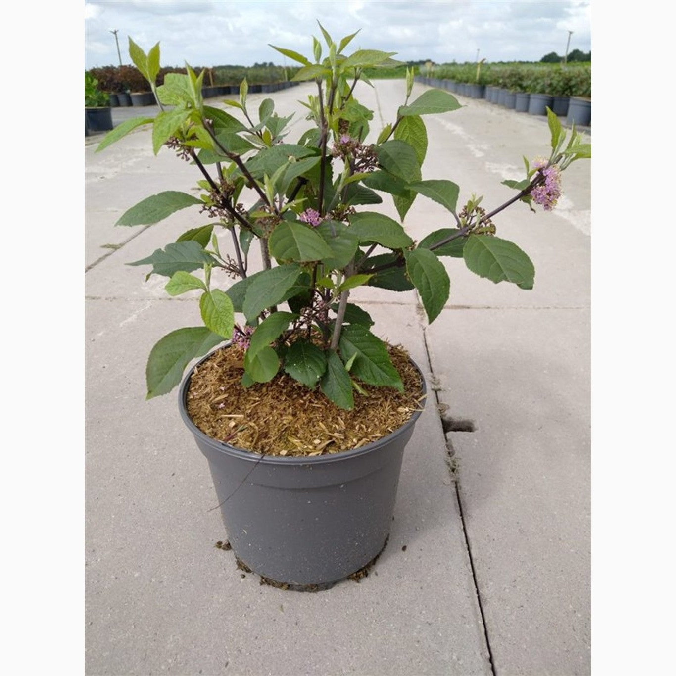 Skönhetsbär – Callicarpa bodinieri 'Magical Purple Giant' - C5 40-60 CM