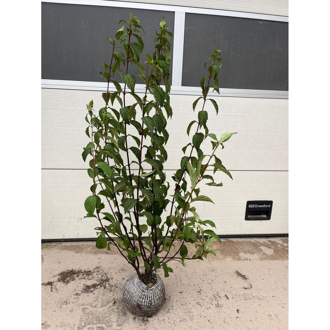 Hybridolvon – Viburnum bodnantense &