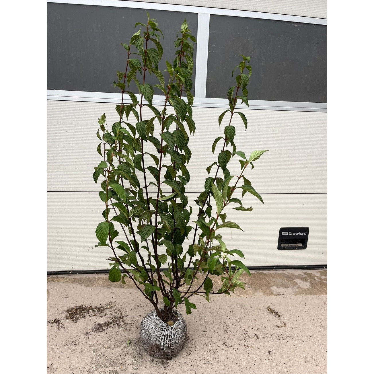 Hybridolvon – Viburnum bodnantense 'Charles Lamont' - 125-150 CM RB