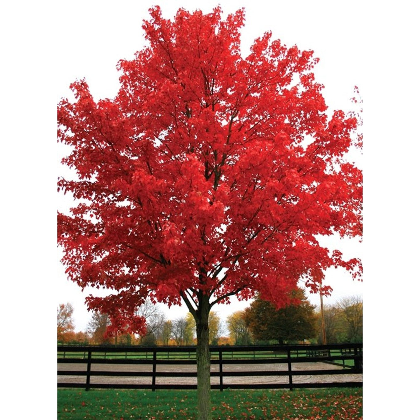 Rödlönn – Acer rubrum 'October Glory' - 10/12 in Cont HO/ST