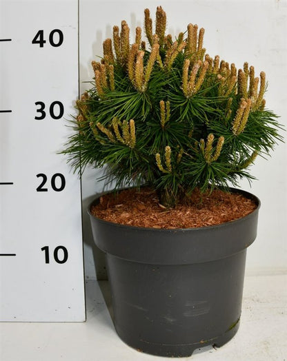 Bergtall – Pinus mugo &