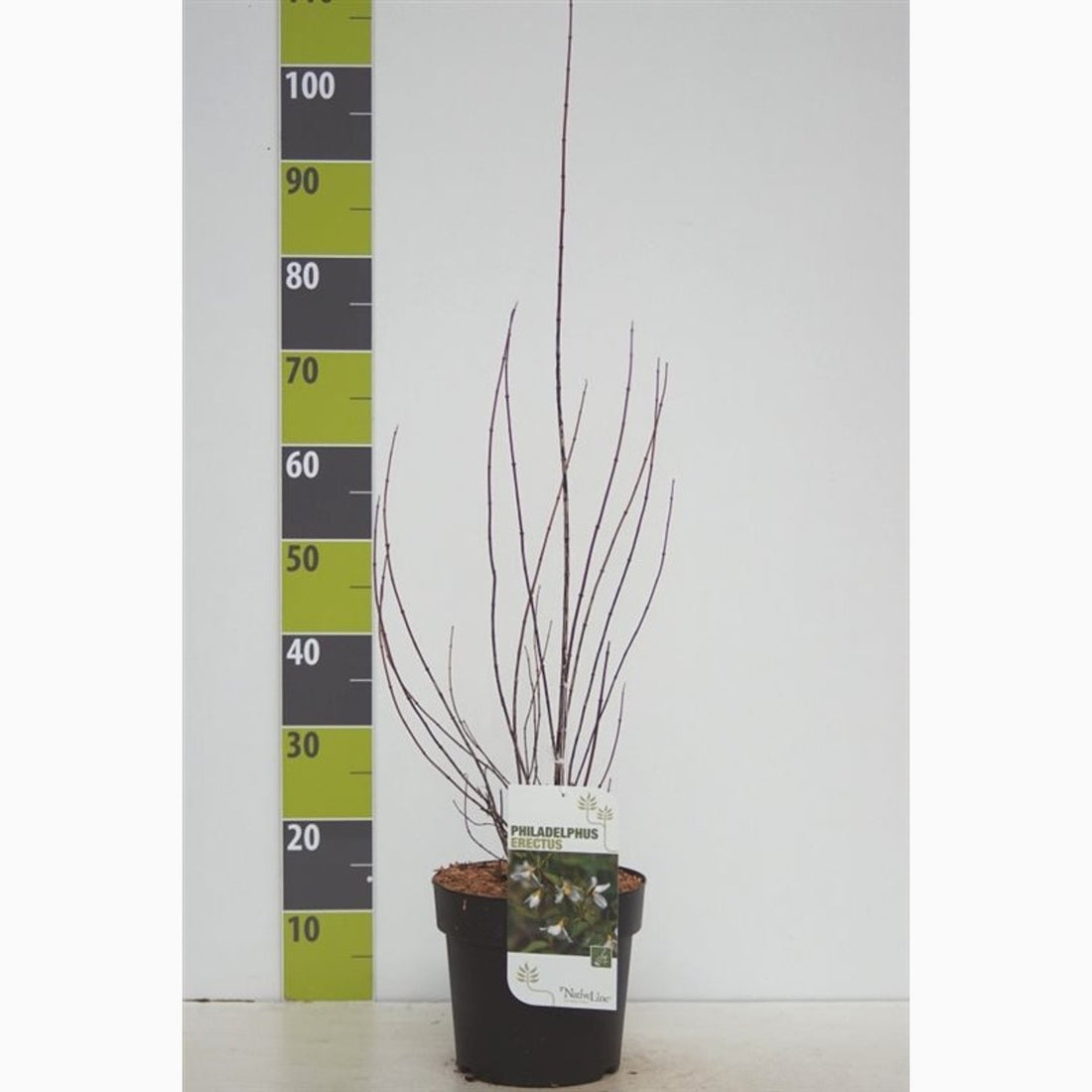 Schersmin – Philadelphus &