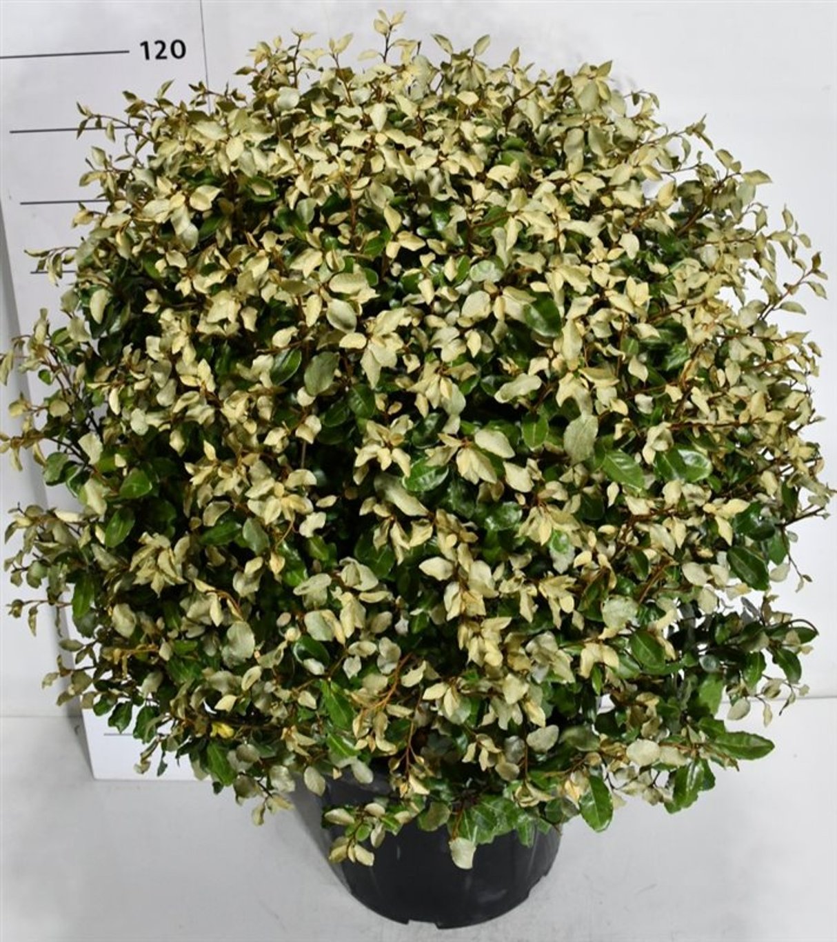 Silverolvon – Elaeagnus ebbingei &