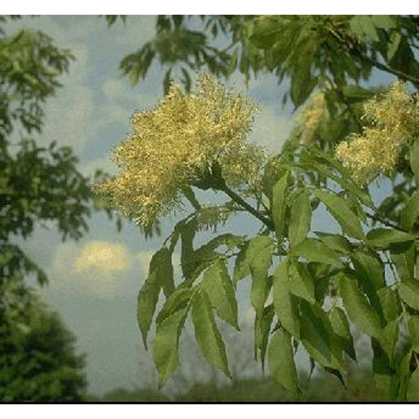 Mannaask – Fraxinus ornus - C35 8/10 HO/ST