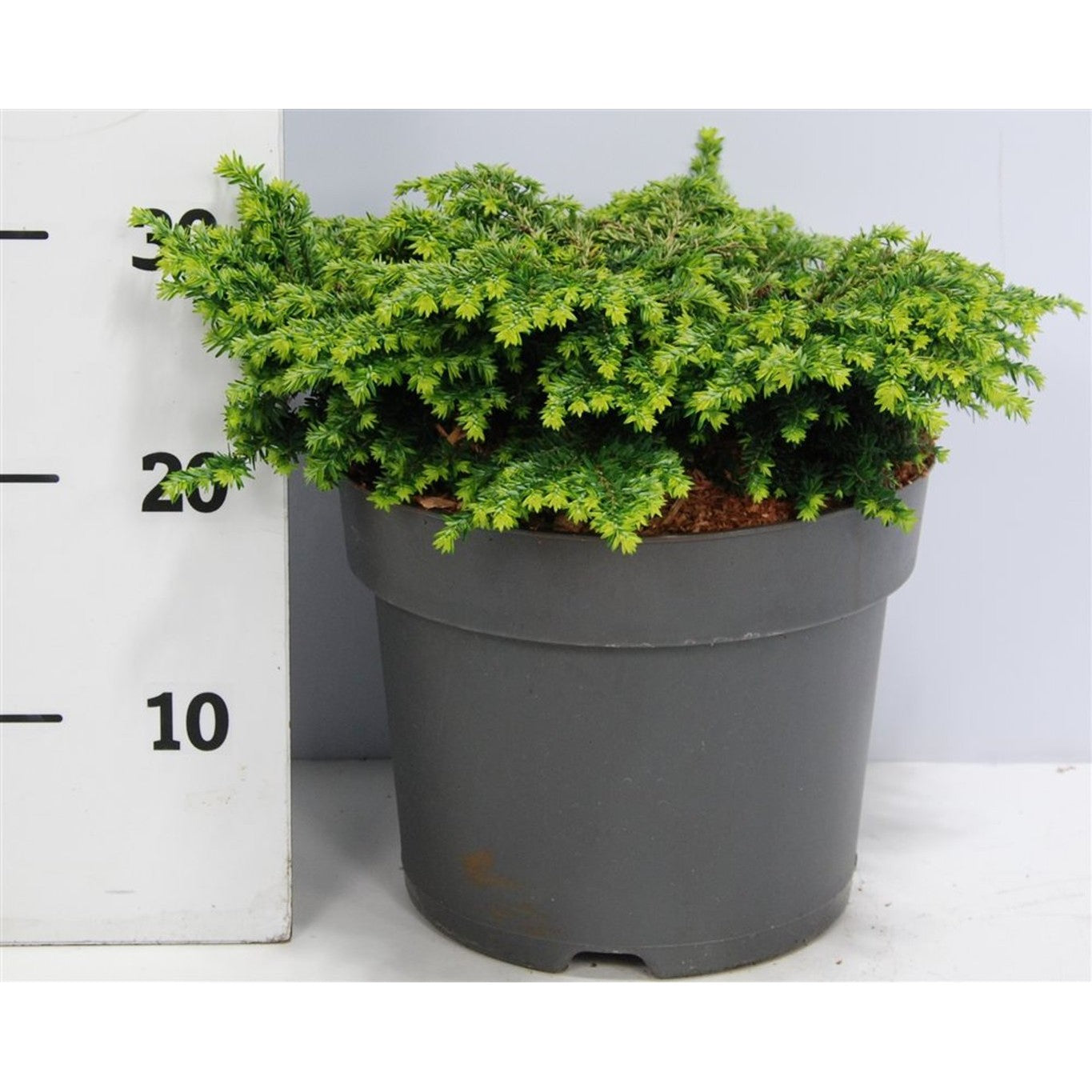 Hemlock – Tsuga canadensis 'Popeleski' - C7.5 30-40 cm.