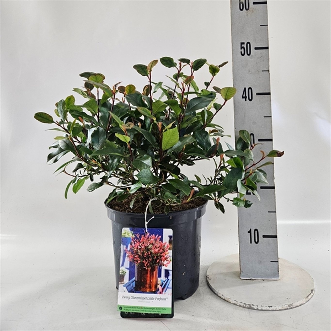 Fotinia – Photinia fraseri 'Little Perfecta' - C5 30-40 CM