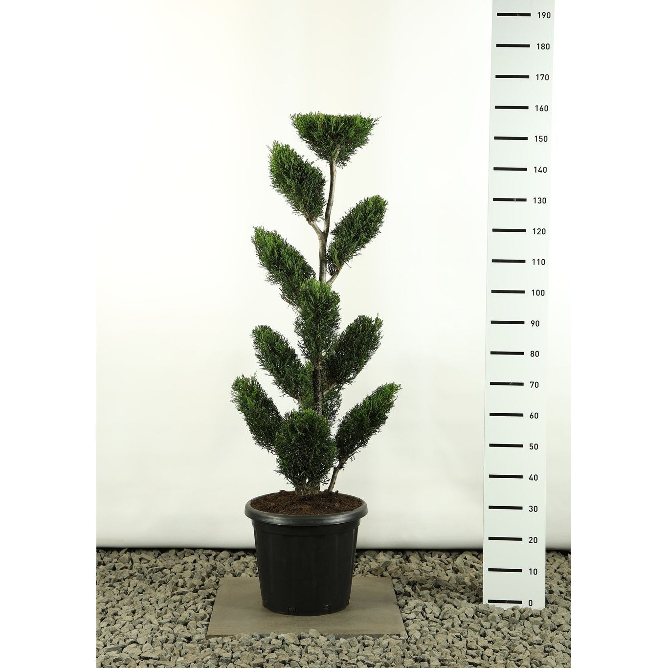 Leylandcypress – Cupressocyparis leylandii 'Tweeduizendéén' - 100-125 CM Multiplateau EXTRA in Cont.