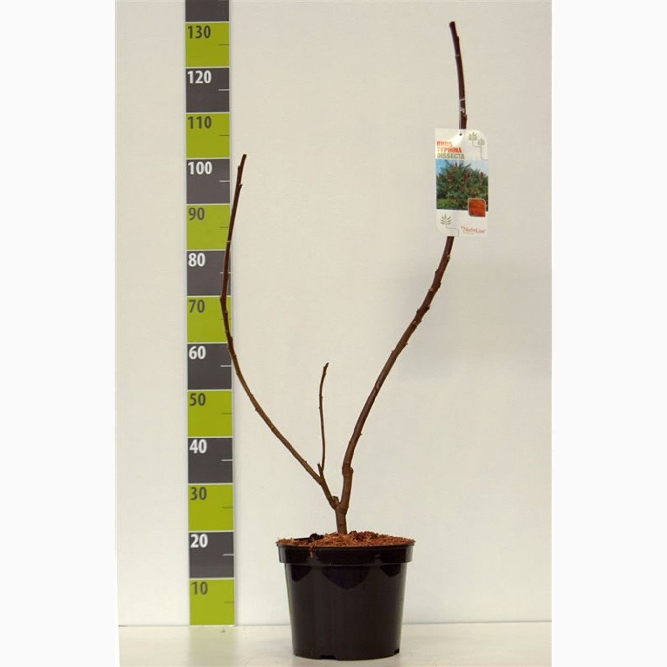 Rönnsumak – Rhus typhina 'Dissecta' - C7.5 80-100 CM