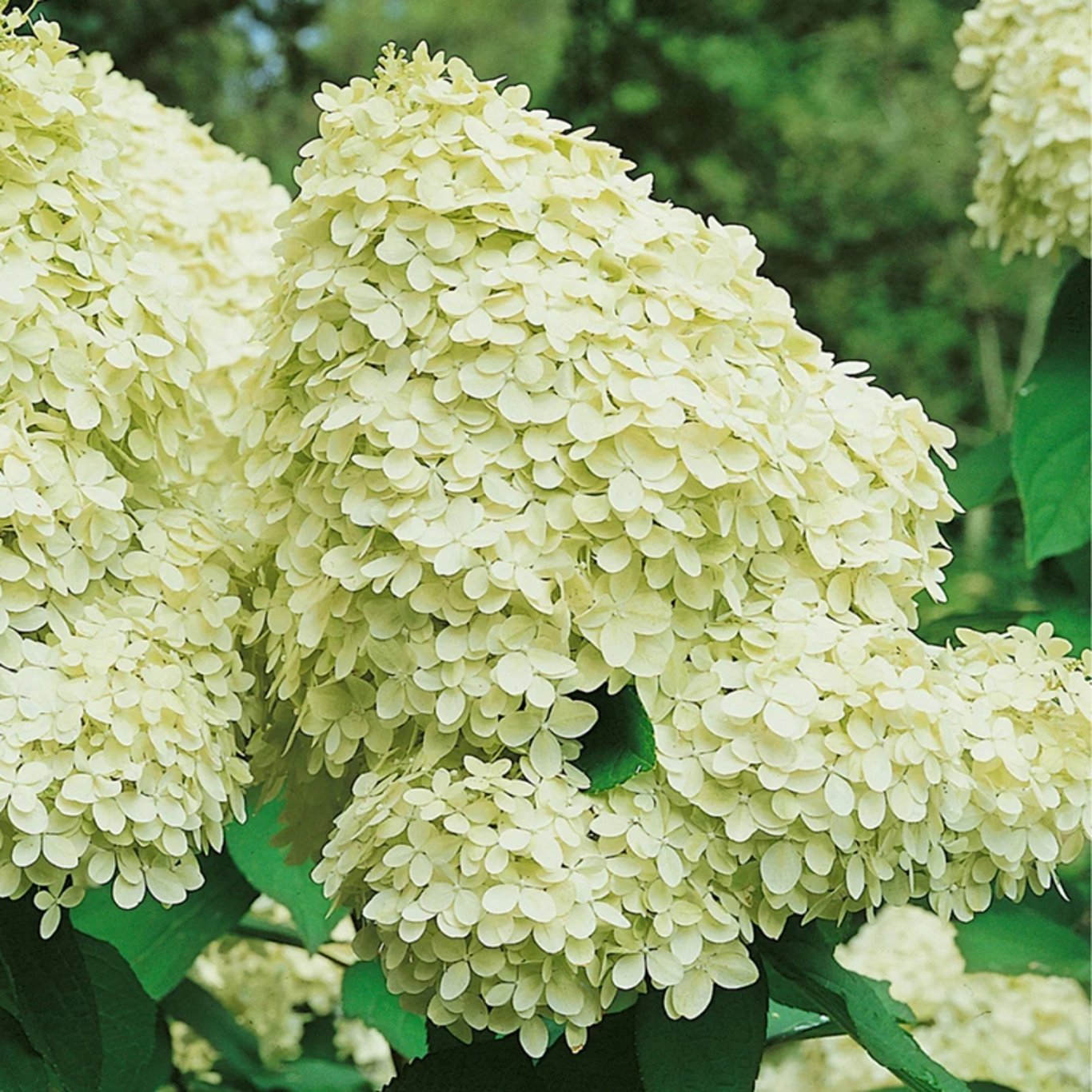Syrenhortensia – Hydrangea paniculata 'Limelight' - 90 CM Stem C12