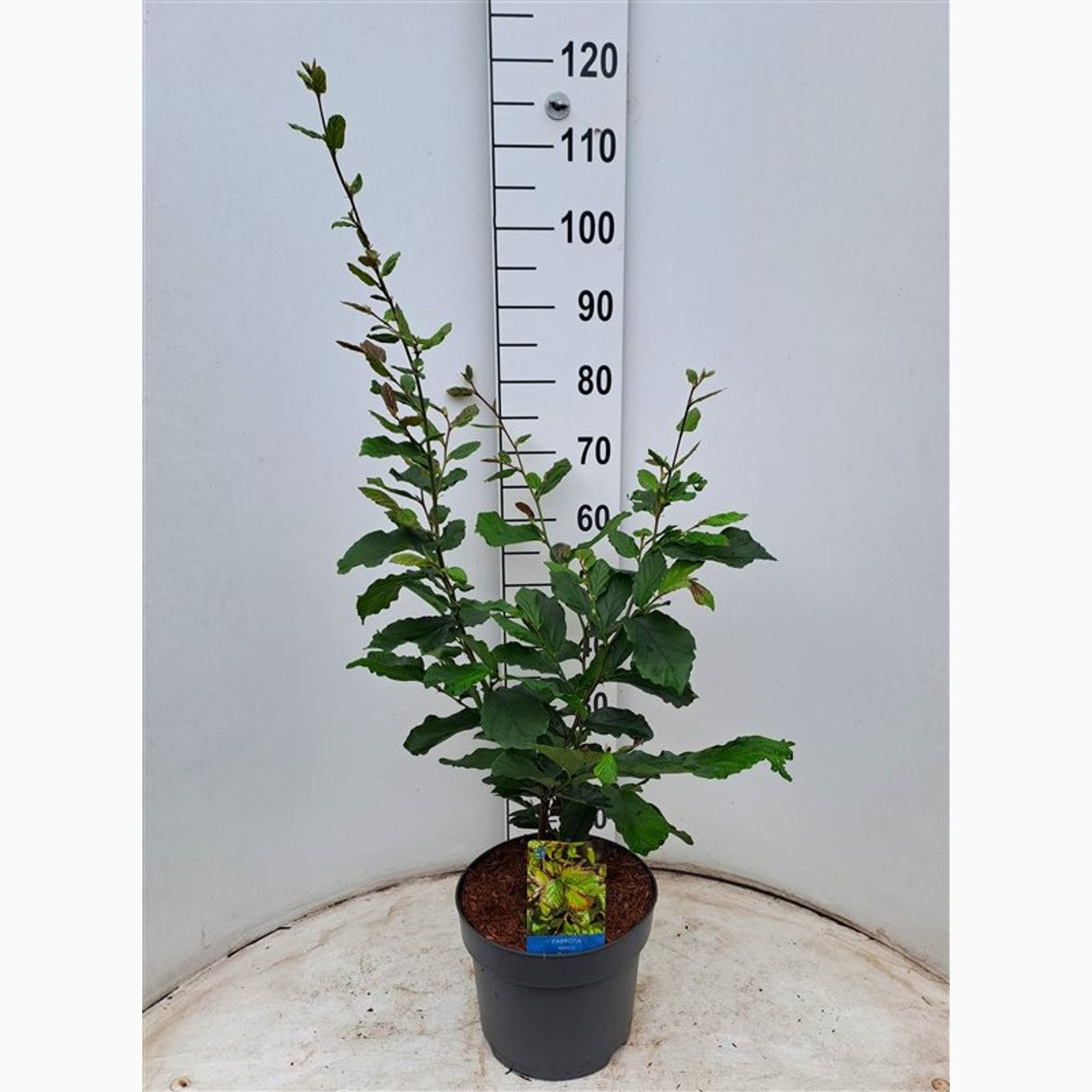 Persiskt järneksträd – Parrotia persica - C7.5 60-80 CM