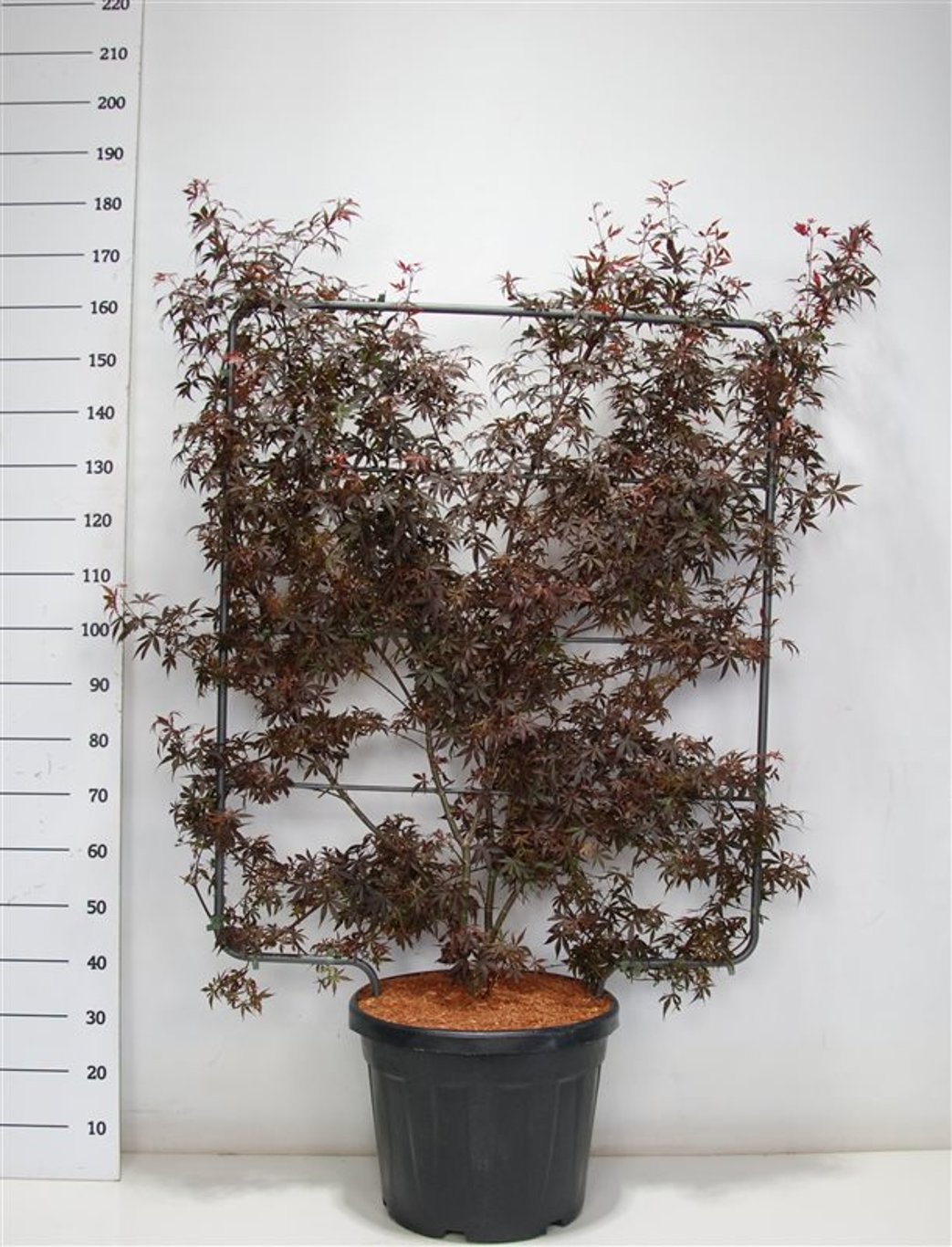 Japansk lönn – Acer palmatum &