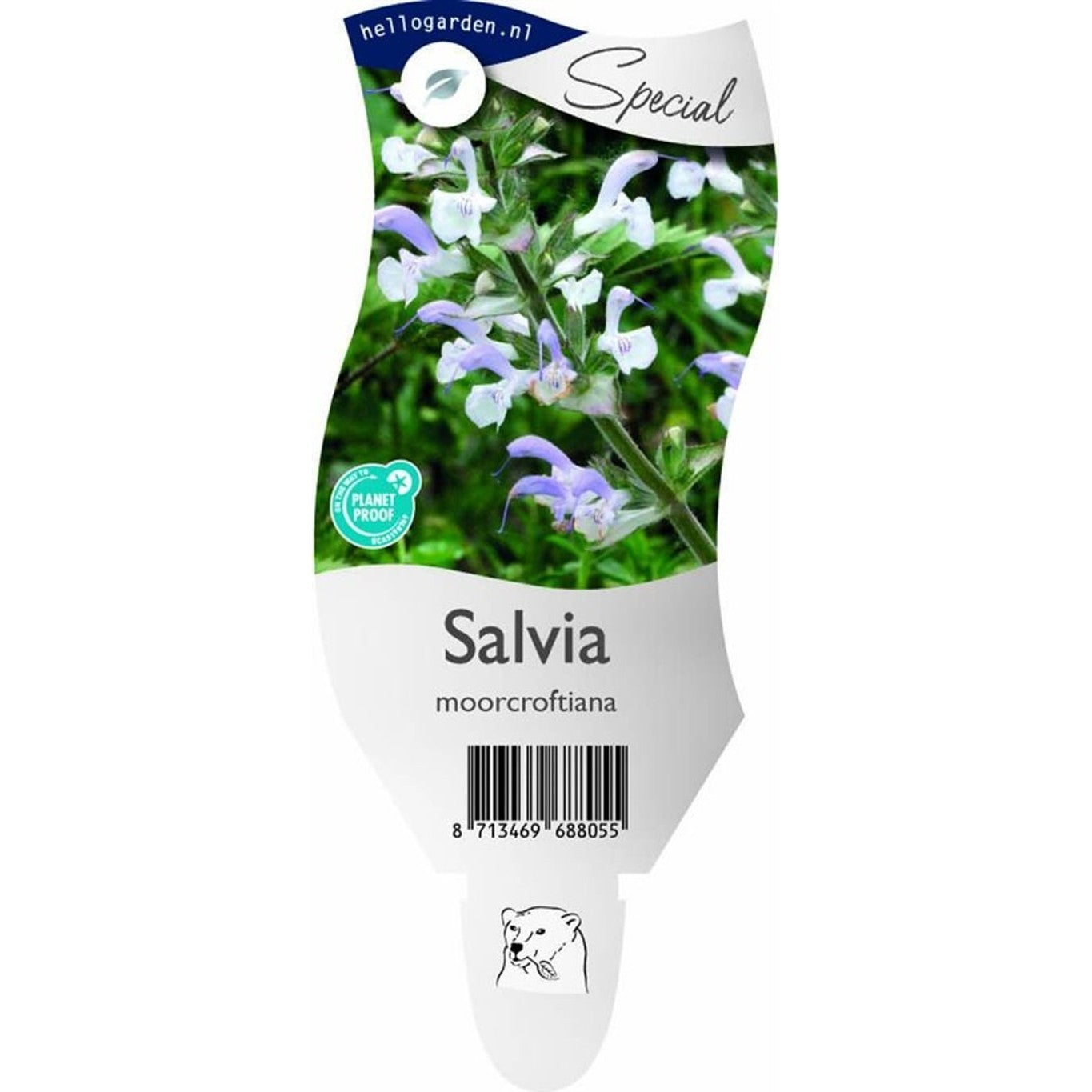Salvia – Salvia moorcroftiana - P11