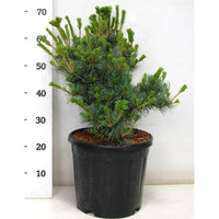 Japansk vit­tall – Pinus parviflora 'Negishi' - C13 40-50 cm.