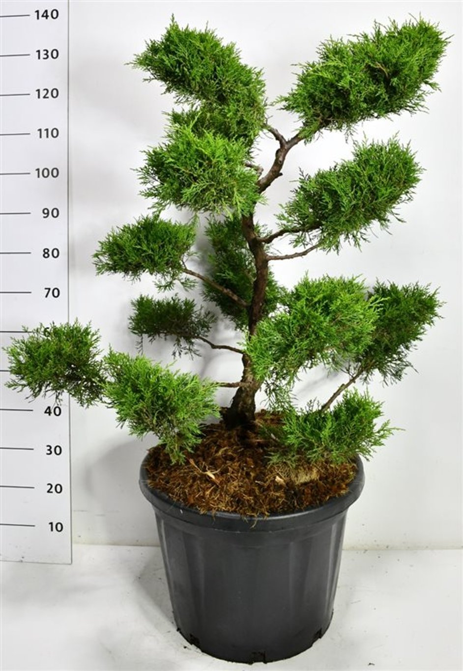 Pfitzer-en – Juniperus pfitzeriana &