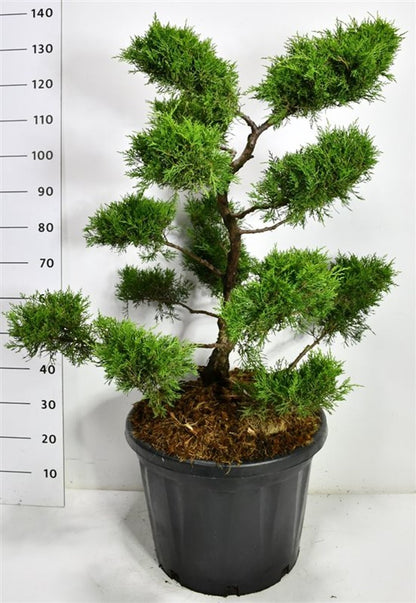Pfitzer-en – Juniperus pfitzeriana &