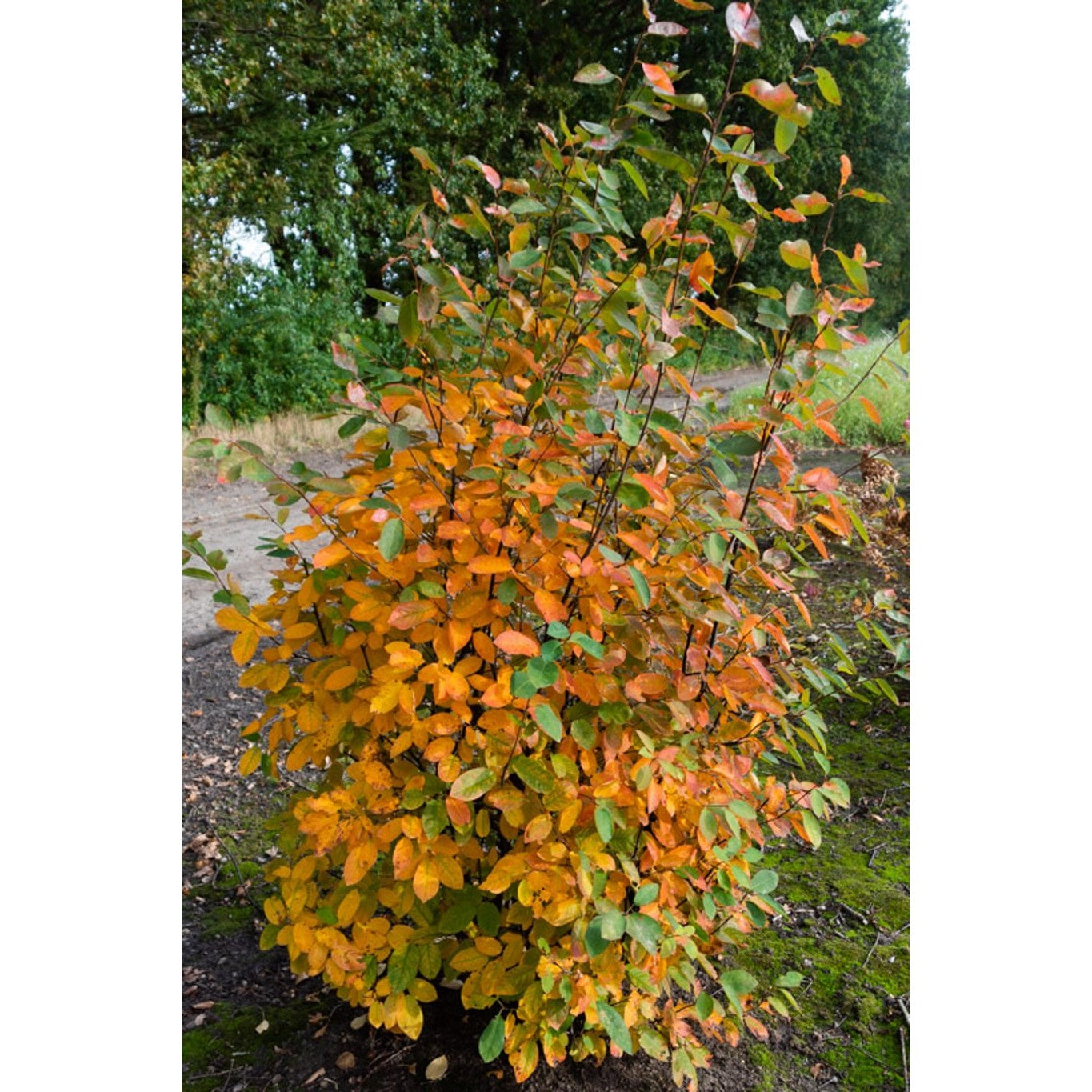 Häggmispel – Amelanchier lamarckii - 150-175 CM WRB