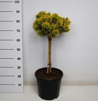 Bergtall – Pinus mugo 'Carsten's Wintergold' - C13 40 cm. Stam