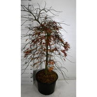 Japansk lönn – Acer palmatum 'Tamukeyama' - C45 90 cm. Stam