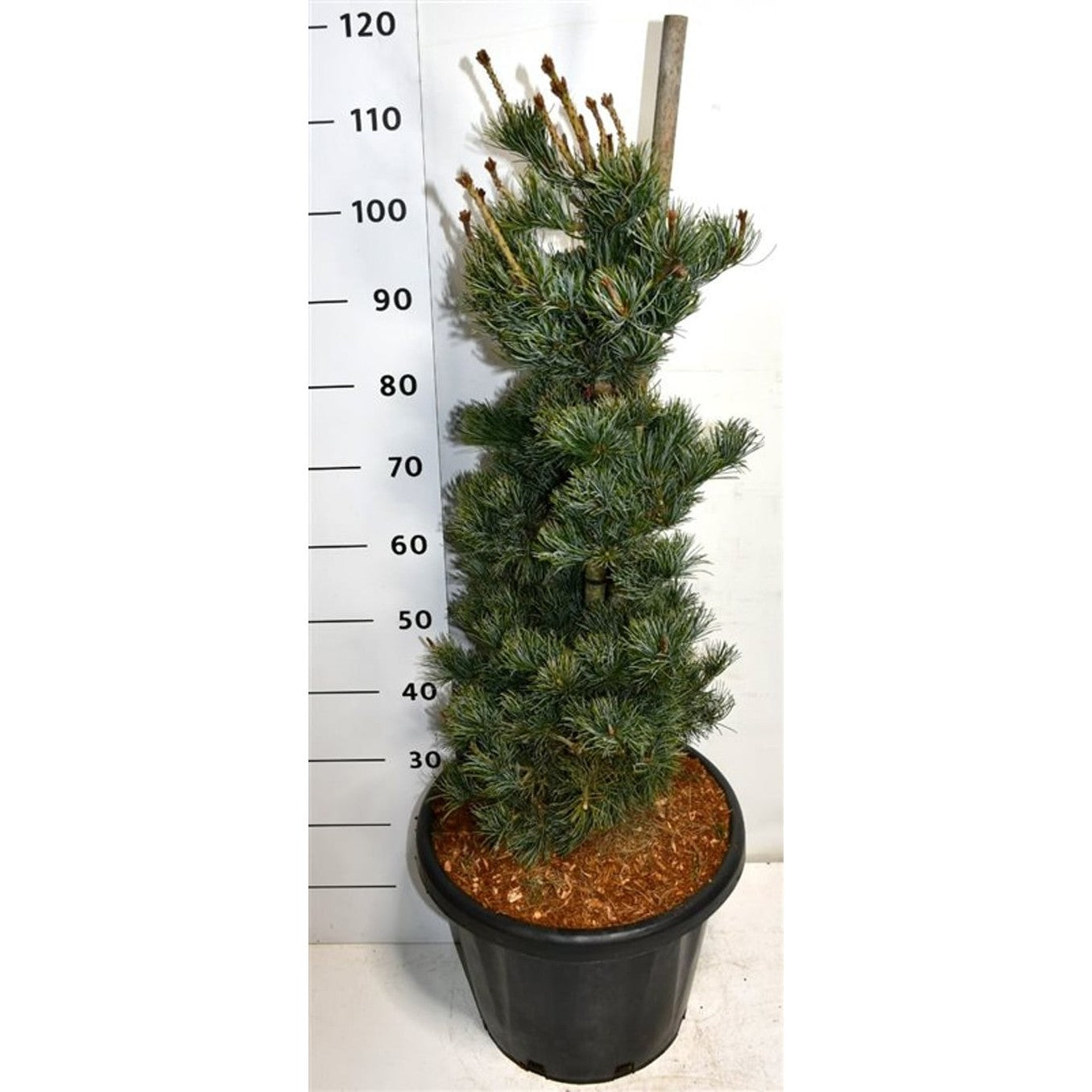 Japansk vitbarrtall – Pinus parviflora 'Negishi' - C25 60-80 CM
