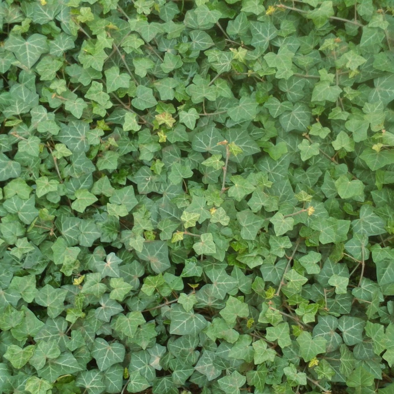 Murgröna – Hedera hibernica - C3 80-100 CM Stick