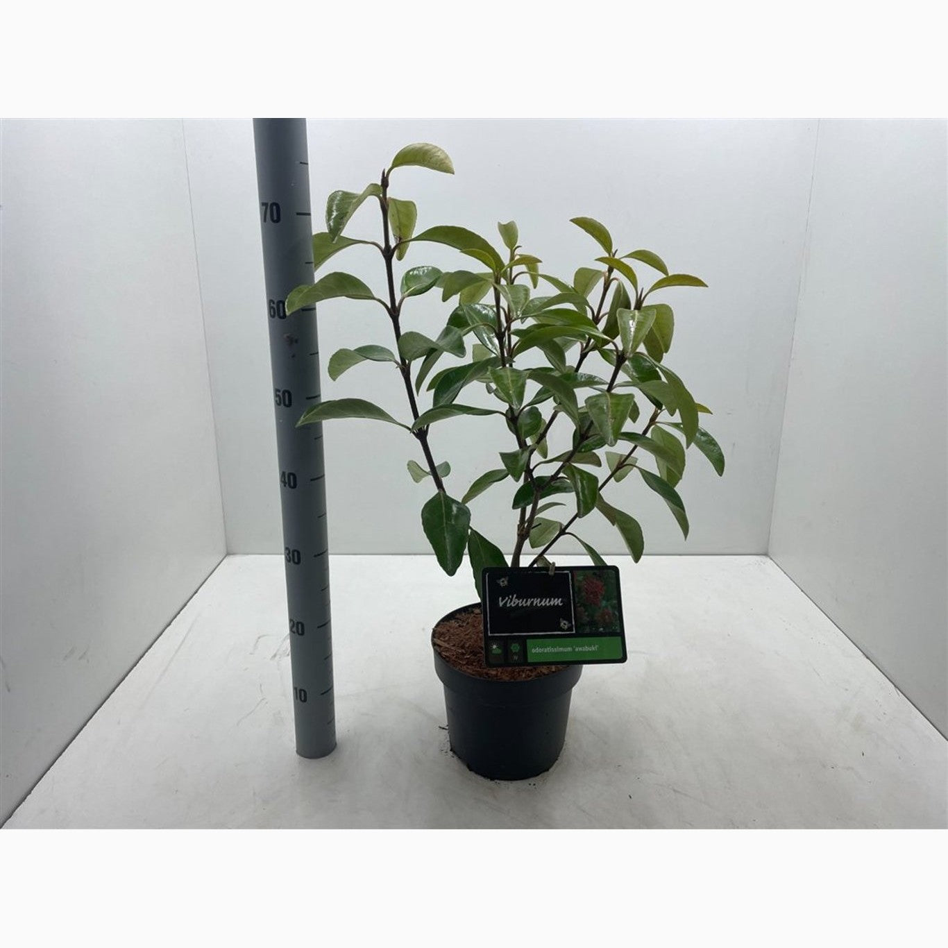 Glansolvon – Viburnum odoratissimum awabuki - C4