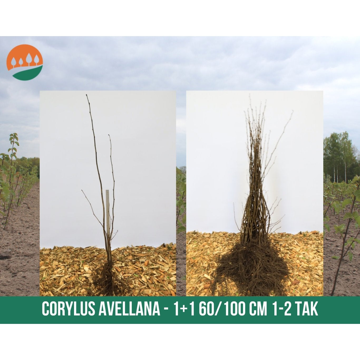 Hassel – Corylus avellana - 60-100 CM bare root 1/1  1-2 branche