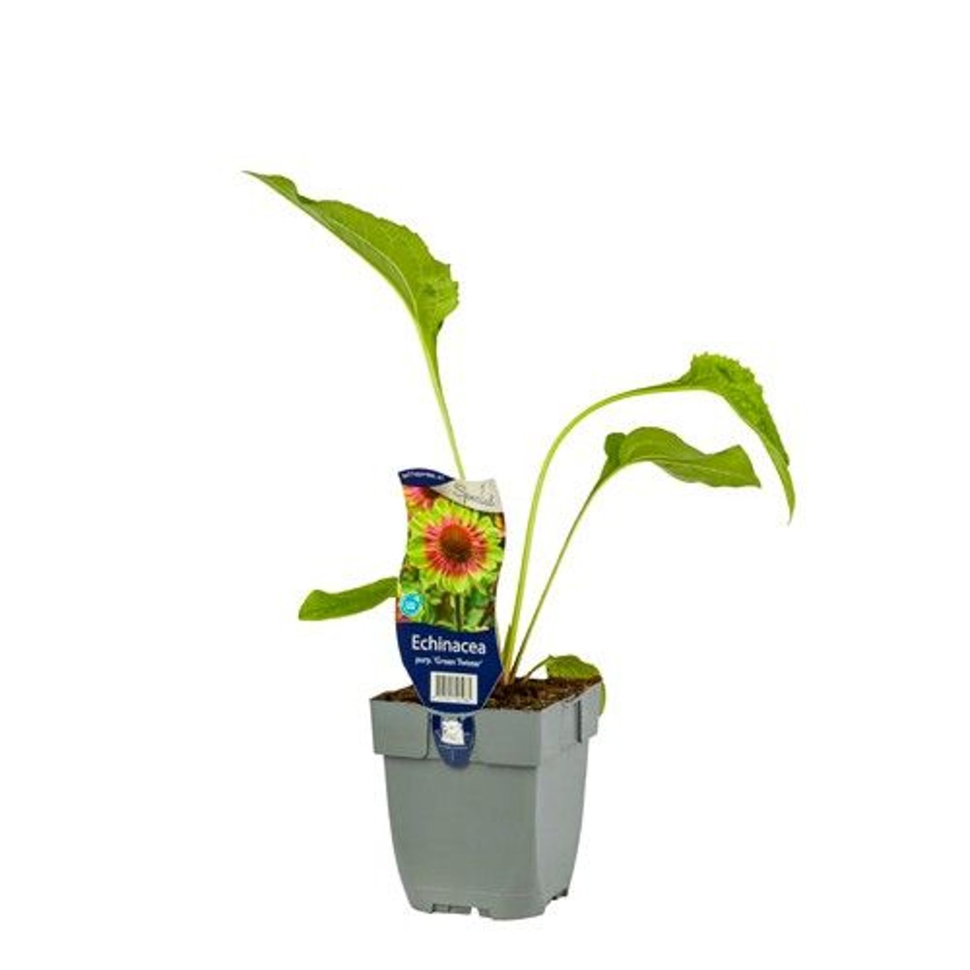 Röd solhatt – Echinacea purpurea 'Green Twister' - P11