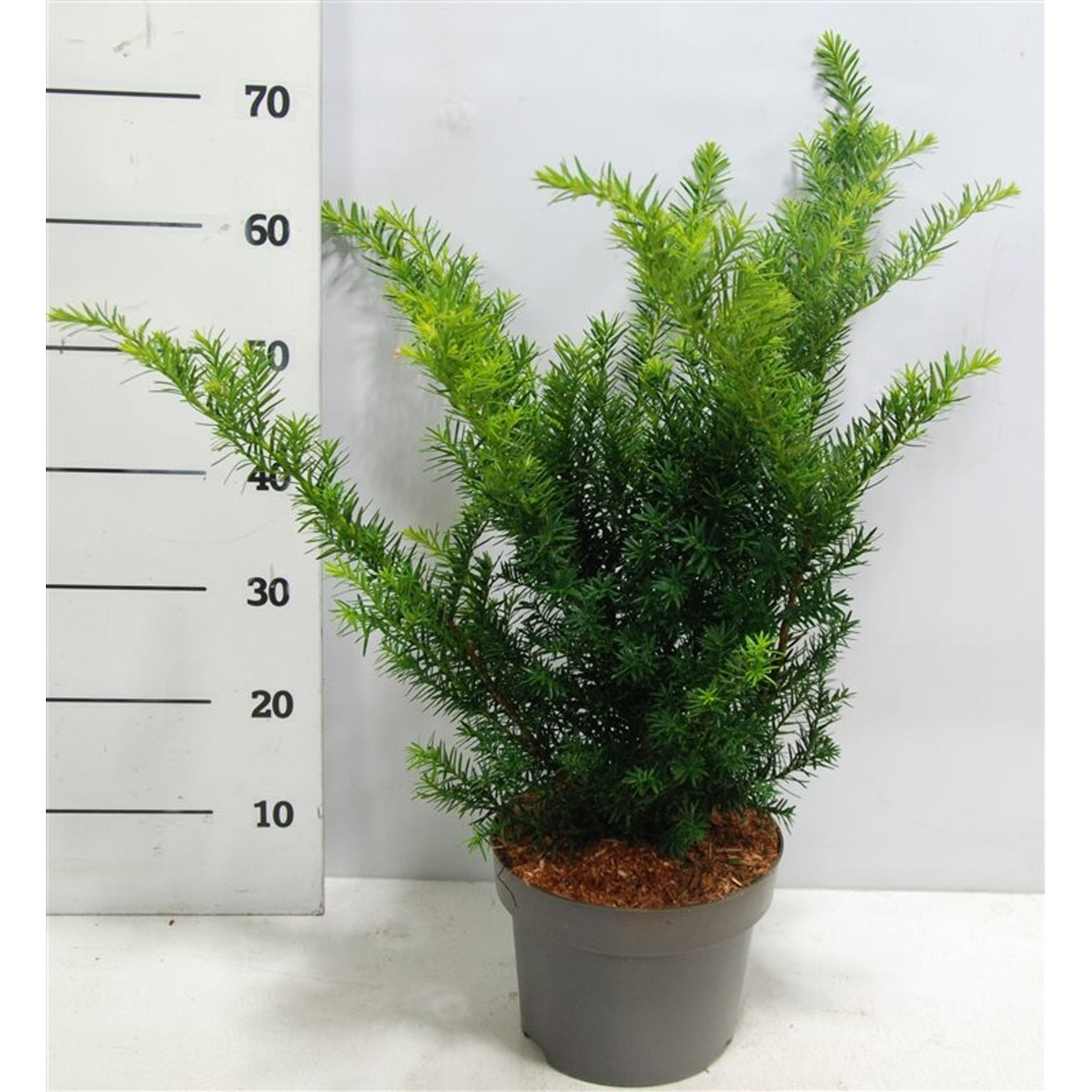 Hybrididegran – Taxus media 'Farmen' - C5 30-40 cm.