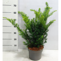 Hybrididegran – Taxus media 'Farmen' - C5 30-40 cm.
