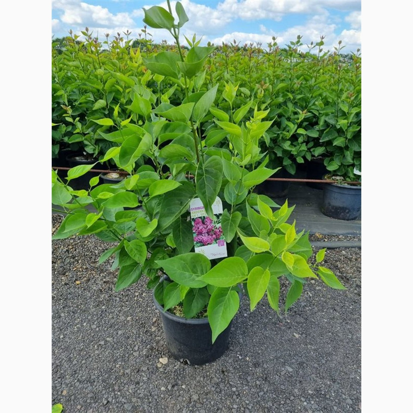 Syren (V); – Syringa vulgaris 'Anden an Ludwig Späth' - C20 100-125 CM