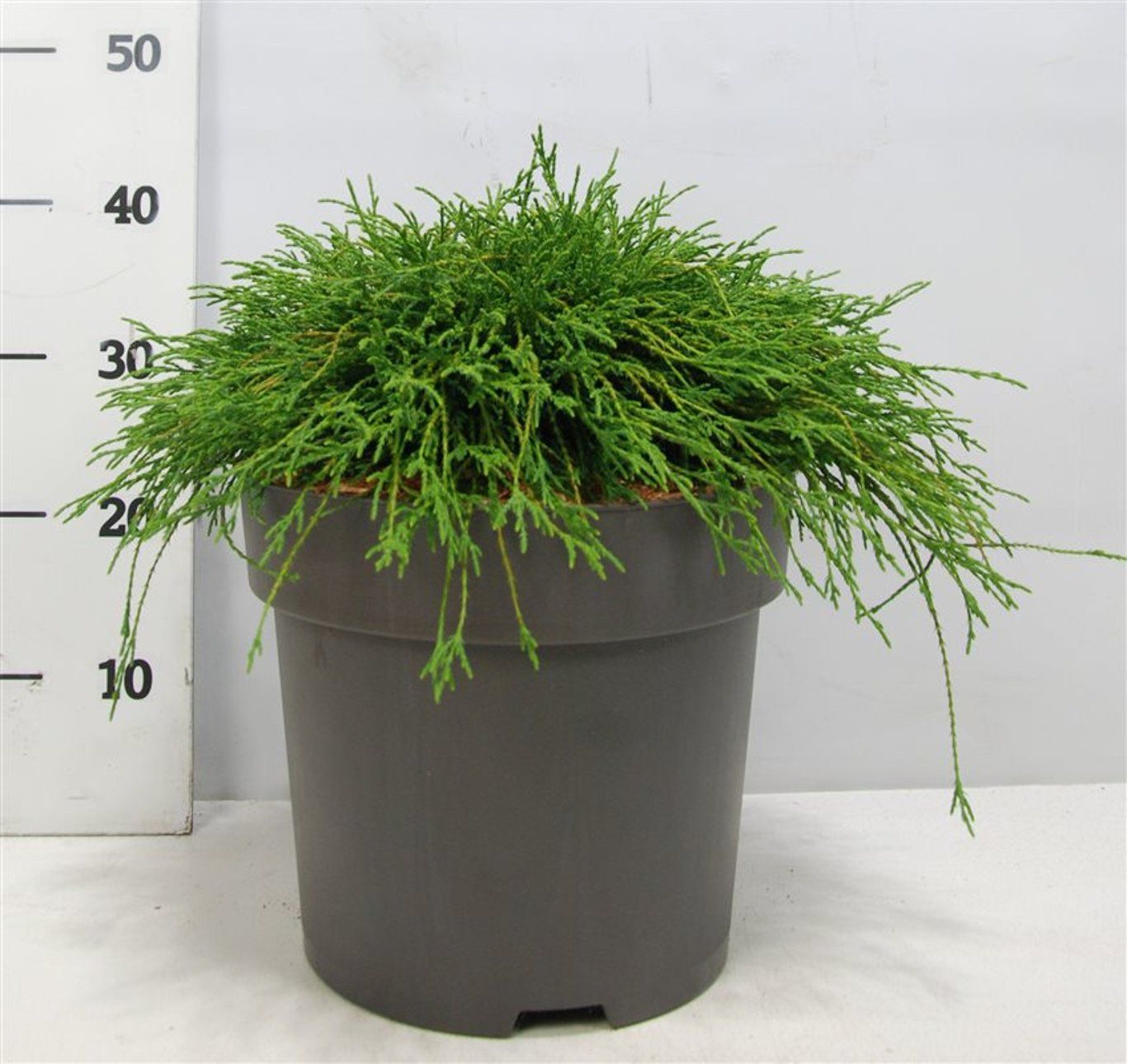 Ädelcypress – Chamaecyparis pisifera &
