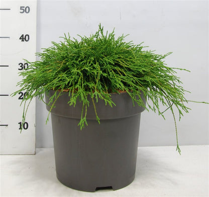 Ädelcypress – Chamaecyparis pisifera &