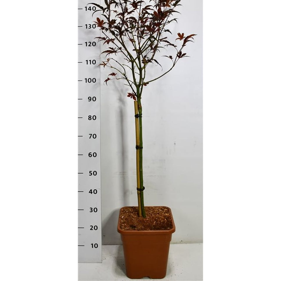 Japansk lönn – Acer palmatum 'Skeeter's Broom' - C15 60 cm. Stam