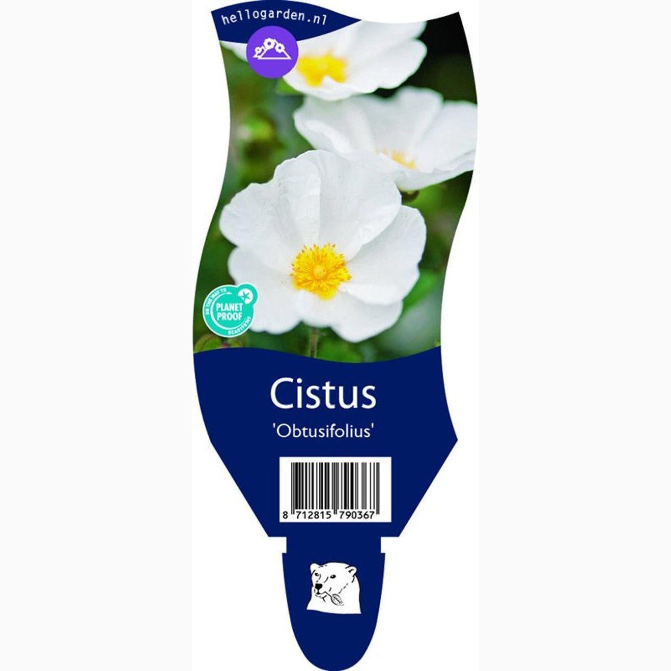 Solvända – Cistus obtusifolius - P11