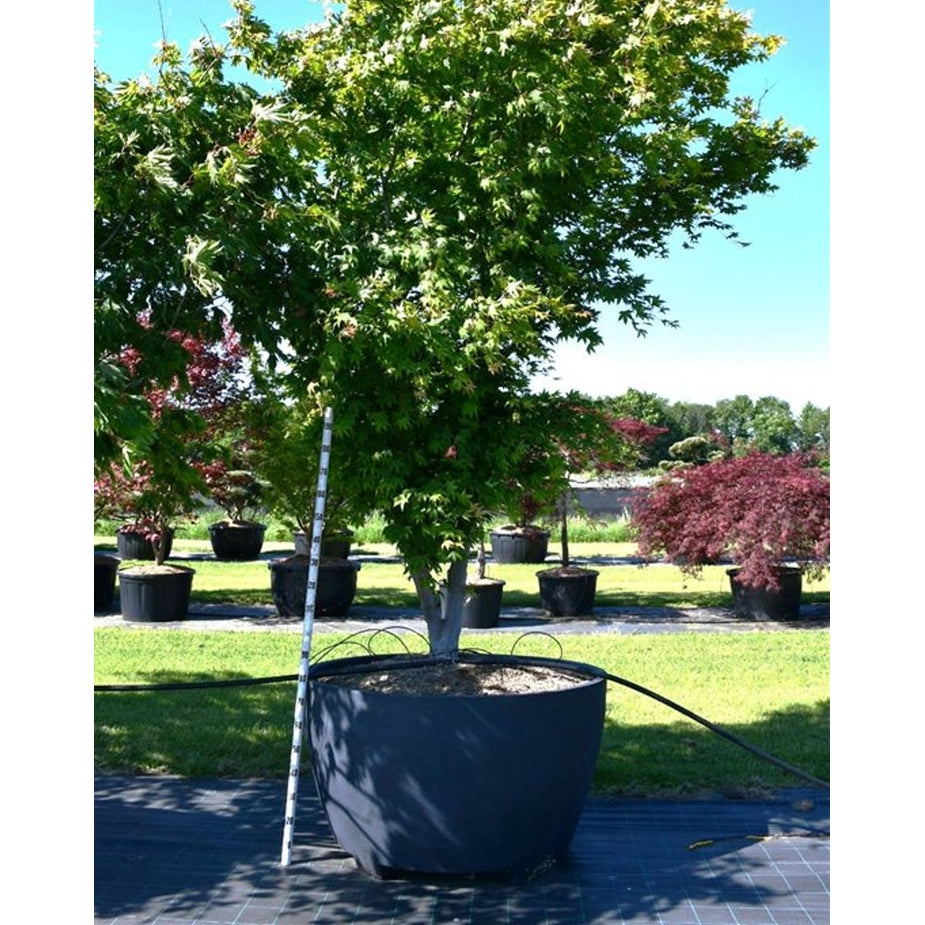 Japansk lönn – Acer palmatum 'Osakazuki' - C 1040 Decopot 350-400 cm.