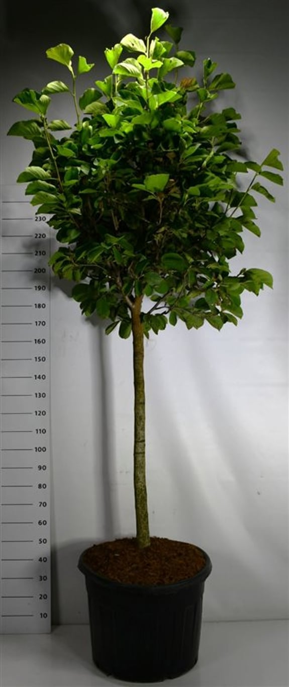 Magnolia – Magnolia &