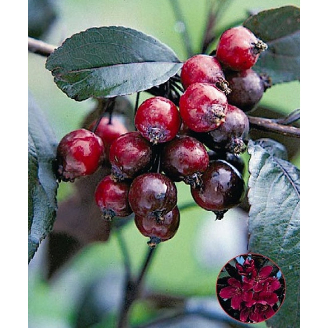 Magnolia – Magnolia rostrata - 120 CM Stem C10