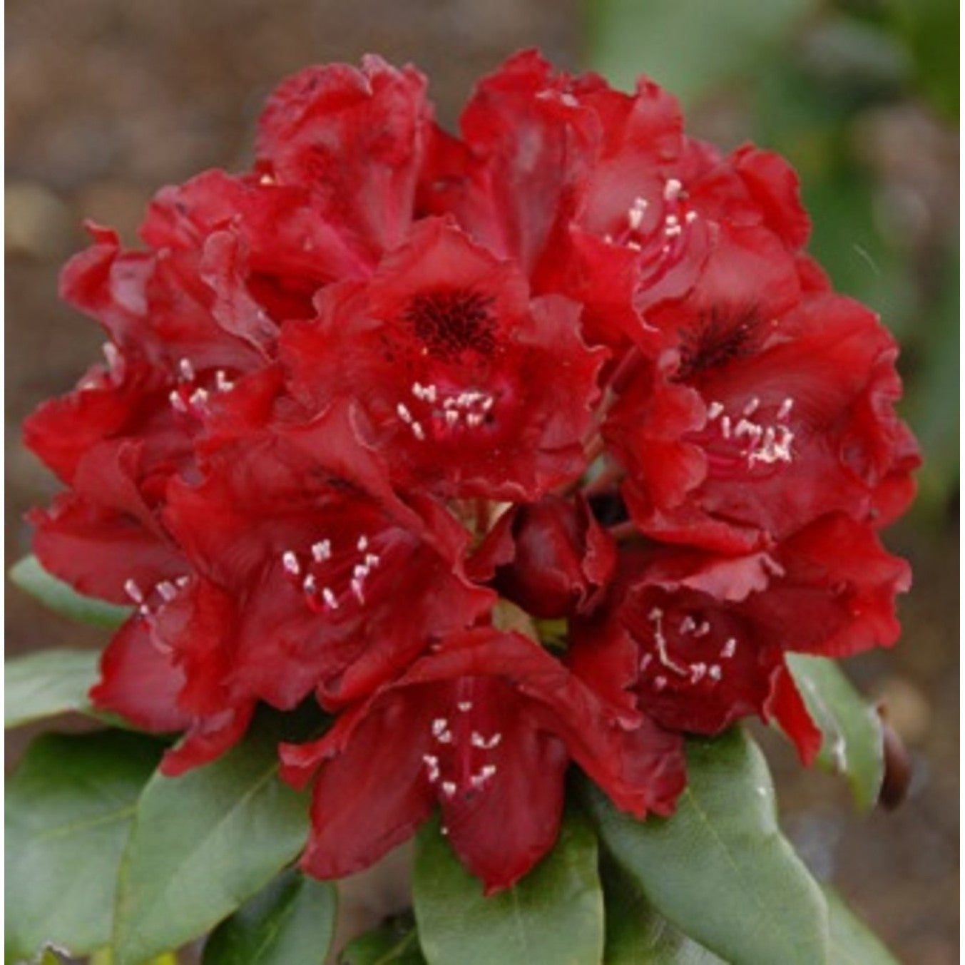 Rhododendron – Rhododendron 'Cherry Kiss'® - C5 30-40 CM