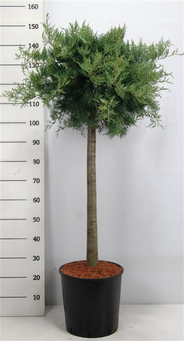 Virginsk en – Juniperus virginiana &