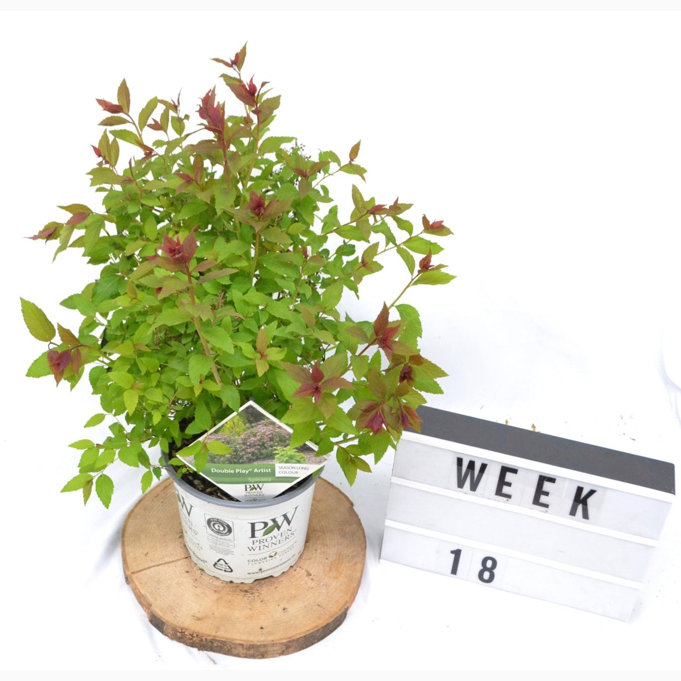 Praktspirea – Spiraea japonica DOUBLE PLAY 'Artist' - C3 20-40 CM