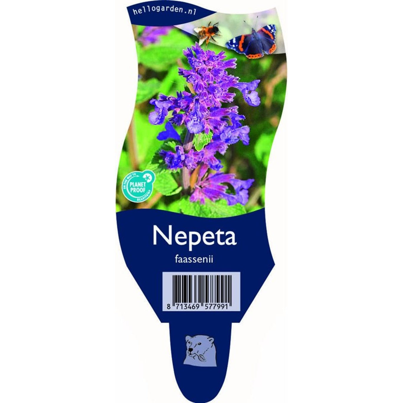 Kantnepeta – Nepeta faassenii - P11