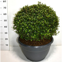 Japansk azalea – Rhododendron (AJ) 'Amoenum' - C35 60-70 cm. Bol