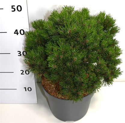 Bergtall – Pinus mugo &