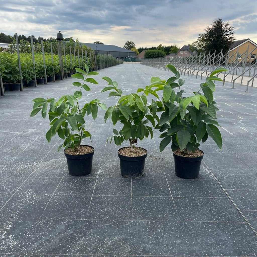 Valnöt – Juglans regia - C5 40-60 CM