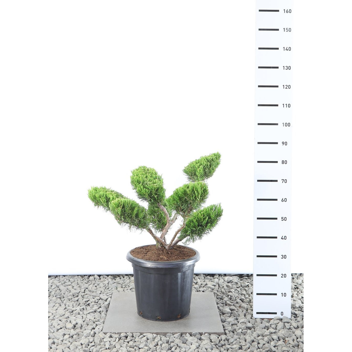 Pfitzer-en – Juniperus pfitzeriana 'Mint Julep' - 80-100 CM Multiplateau EXTRA in Cont.
