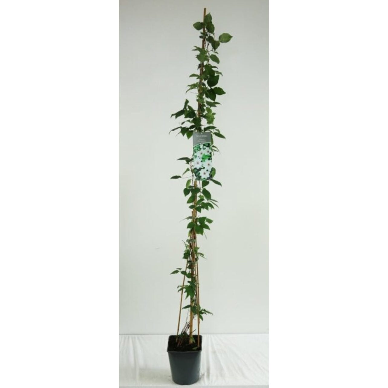 Klematis – Clematis 'Miss Bateman' - C5 125-175 CM Stick